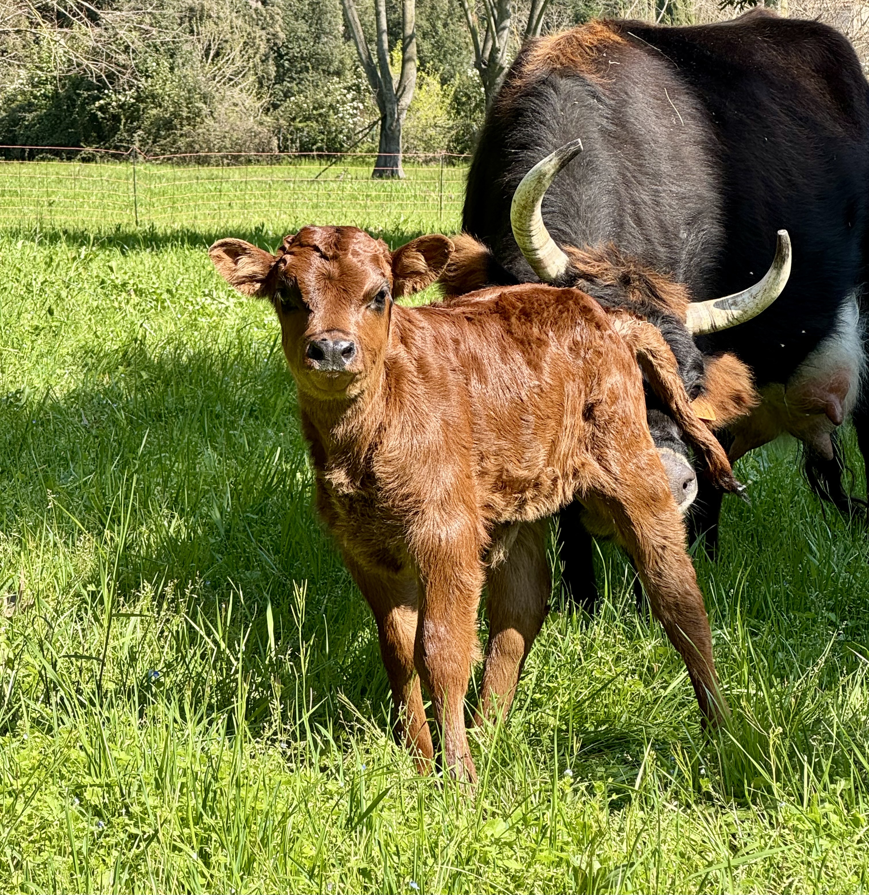 🐃 Stage « Travail du bétail »