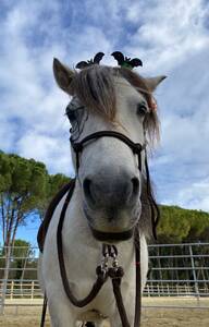 🦄 Stage « à Poney »
